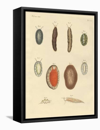 New-Foundes Worms-null-Framed Premier Image Canvas