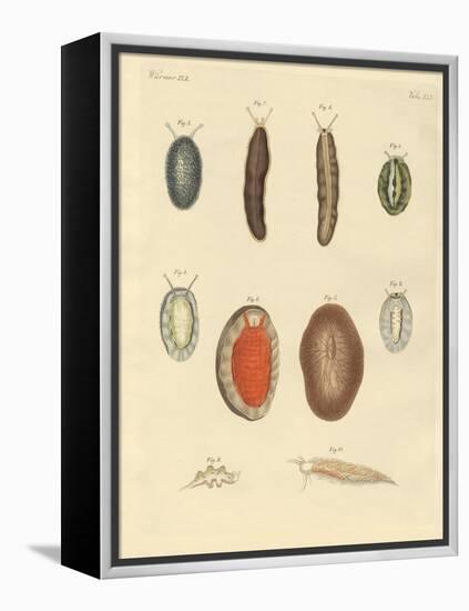 New-Foundes Worms-null-Framed Premier Image Canvas