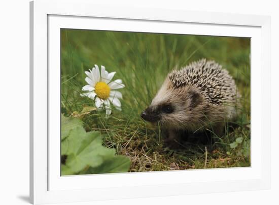 New Friend-Staffan Widstrand-Framed Giclee Print