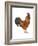 New Hampshire (Gallus Gallus Domesticus), Rooster, Poultry, Birds-Encyclopaedia Britannica-Framed Art Print