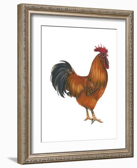 New Hampshire (Gallus Gallus Domesticus), Rooster, Poultry, Birds-Encyclopaedia Britannica-Framed Art Print