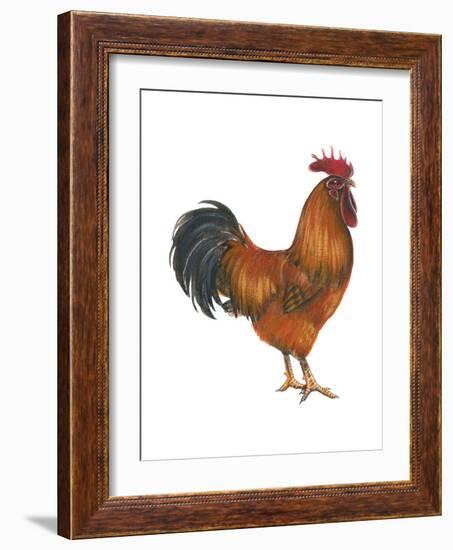 New Hampshire (Gallus Gallus Domesticus), Rooster, Poultry, Birds-Encyclopaedia Britannica-Framed Art Print