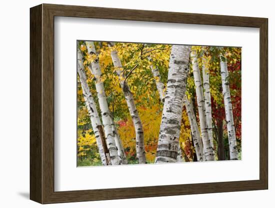 New Hampshire. Paper Birch in Fall Colors, White Mountain National Forest-Judith Zimmerman-Framed Photographic Print