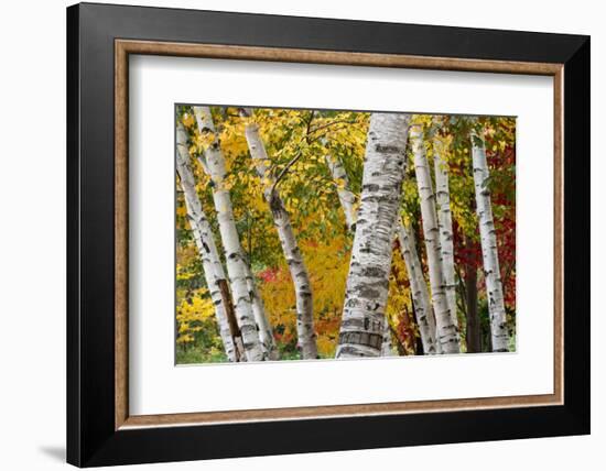 New Hampshire. Paper Birch in Fall Colors, White Mountain National Forest-Judith Zimmerman-Framed Photographic Print