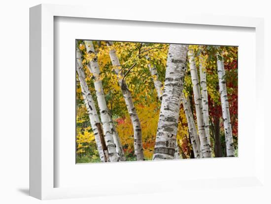 New Hampshire. Paper Birch in Fall Colors, White Mountain National Forest-Judith Zimmerman-Framed Photographic Print