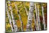 New Hampshire. Paper Birch in Fall Colors, White Mountain National Forest-Judith Zimmerman-Mounted Photographic Print