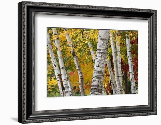 New Hampshire. Paper Birch in Fall Colors, White Mountain National Forest-Judith Zimmerman-Framed Photographic Print