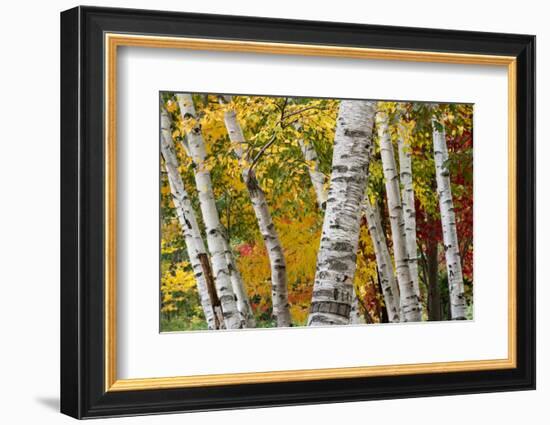 New Hampshire. Paper Birch in Fall Colors, White Mountain National Forest-Judith Zimmerman-Framed Photographic Print