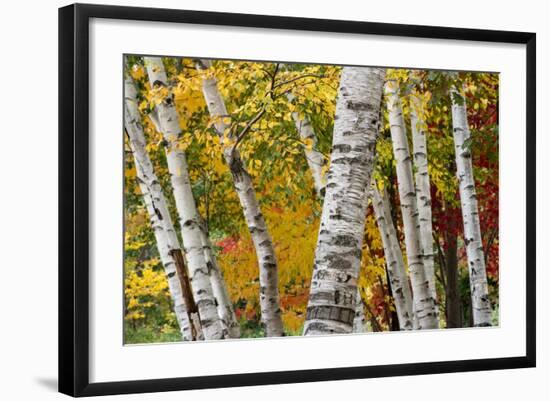 New Hampshire. Paper Birch in Fall Colors, White Mountain National Forest-Judith Zimmerman-Framed Photographic Print