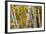 New Hampshire. Paper Birch in Fall Colors, White Mountain National Forest-Judith Zimmerman-Framed Photographic Print