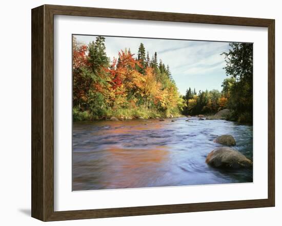 New Hampshire, White Mountains NF, Autumn Colors of Sugar Maple Trees-Christopher Talbot Frank-Framed Photographic Print