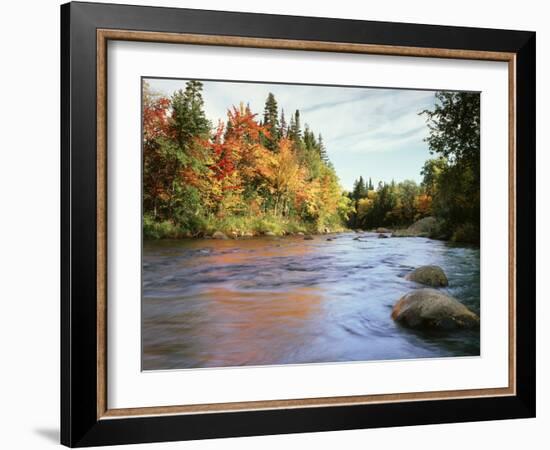 New Hampshire, White Mountains NF, Autumn Colors of Sugar Maple Trees-Christopher Talbot Frank-Framed Photographic Print