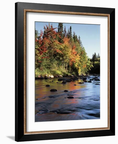 New Hampshire, White Mountains NF, Autumn Colors of Sugar Maple Trees-Christopher Talbot Frank-Framed Photographic Print