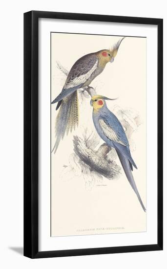 New Holland Parakeet-Edward Lear-Framed Premium Giclee Print