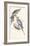 New Holland Parakeet-Edward Lear-Framed Premium Giclee Print