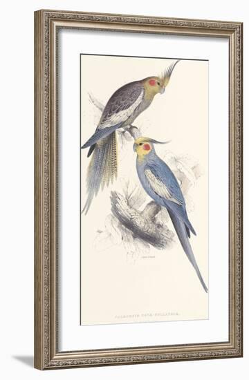 New Holland Parakeet-Edward Lear-Framed Premium Giclee Print