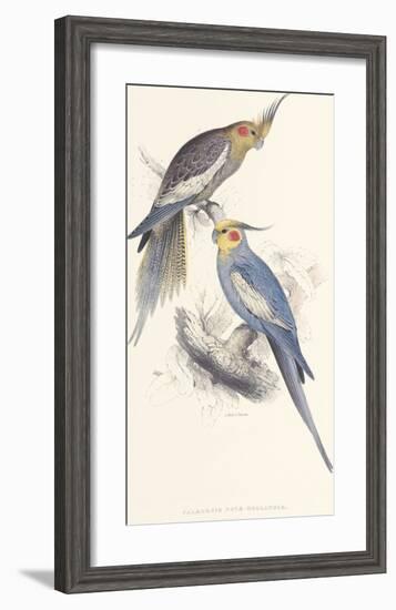 New Holland Parakeet-Edward Lear-Framed Premium Giclee Print