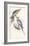 New Holland Parakeet-Edward Lear-Framed Premium Giclee Print