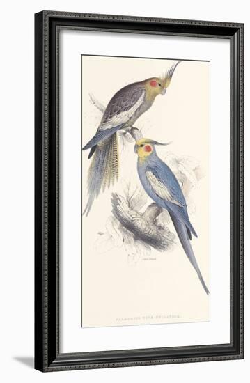 New Holland Parakeet-Edward Lear-Framed Premium Giclee Print