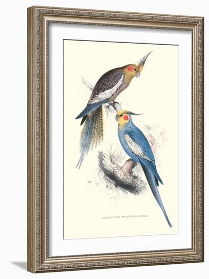 New Holland Parakeets -Nynphicus Hollandicus-Edward Lear-Framed Art Print