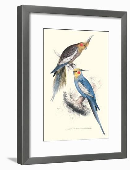 New Holland Parakeets -Nynphicus Hollandicus-Edward Lear-Framed Art Print