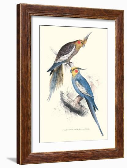 New Holland Parakeets -Nynphicus Hollandicus-Edward Lear-Framed Art Print