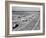 New homes for families at Mineral King Cooperative Farm. Tulare County, California.1939-Dorothea Lange-Framed Photographic Print