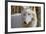 New Jersey, Columbia, Lakota Wolf Preserve. Close-Up of Arctic Wolf-Jaynes Gallery-Framed Photographic Print