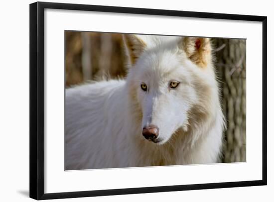 New Jersey, Columbia, Lakota Wolf Preserve. Close-Up of Arctic Wolf-Jaynes Gallery-Framed Photographic Print