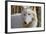 New Jersey, Columbia, Lakota Wolf Preserve. Close-Up of Arctic Wolf-Jaynes Gallery-Framed Photographic Print