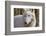 New Jersey, Columbia, Lakota Wolf Preserve. Close-Up of Arctic Wolf-Jaynes Gallery-Framed Photographic Print