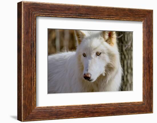 New Jersey, Columbia, Lakota Wolf Preserve. Close-Up of Arctic Wolf-Jaynes Gallery-Framed Photographic Print