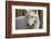 New Jersey, Columbia, Lakota Wolf Preserve. Close-Up of Arctic Wolf-Jaynes Gallery-Framed Photographic Print