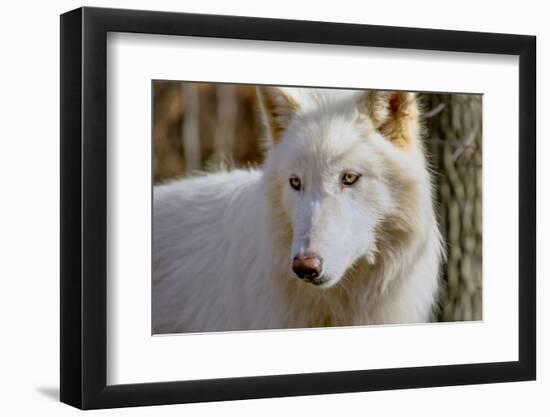 New Jersey, Columbia, Lakota Wolf Preserve. Close-Up of Arctic Wolf-Jaynes Gallery-Framed Photographic Print