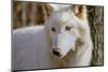 New Jersey, Columbia, Lakota Wolf Preserve. Close-Up of Arctic Wolf-Jaynes Gallery-Mounted Photographic Print