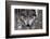 New Jersey, Columbia, Lakota Wolf Preserve. Close-Up of Timber Wolf's Head-Jaynes Gallery-Framed Photographic Print