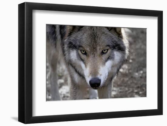 New Jersey, Columbia, Lakota Wolf Preserve. Close-Up of Timber Wolf's Head-Jaynes Gallery-Framed Photographic Print