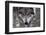 New Jersey, Columbia, Lakota Wolf Preserve. Close-Up of Timber Wolf's Head-Jaynes Gallery-Framed Photographic Print