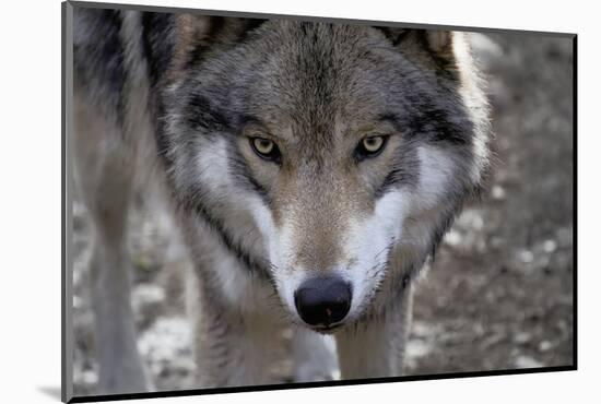 New Jersey, Columbia, Lakota Wolf Preserve. Close-Up of Timber Wolf's Head-Jaynes Gallery-Mounted Photographic Print