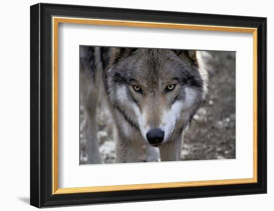 New Jersey, Columbia, Lakota Wolf Preserve. Close-Up of Timber Wolf's Head-Jaynes Gallery-Framed Photographic Print
