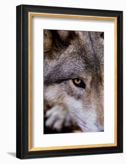 New Jersey, Columbia, Lakota Wolf Preserve. Close-Up of Timber Wolf's Head-Jaynes Gallery-Framed Photographic Print