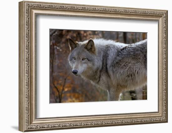 New Jersey, Columbia, Lakota Wolf Preserve. Close-Up of Timber Wolf-Jaynes Gallery-Framed Photographic Print