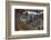 New Jersey, Columbia, Lakota Wolf Preserve. Close-Up of Timber Wolf-Jaynes Gallery-Framed Photographic Print