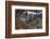 New Jersey, Columbia, Lakota Wolf Preserve. Close-Up of Timber Wolf-Jaynes Gallery-Framed Photographic Print