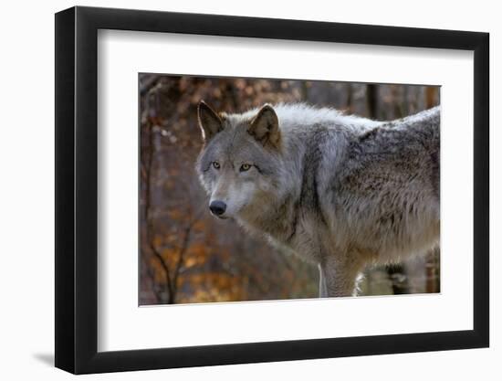 New Jersey, Columbia, Lakota Wolf Preserve. Close-Up of Timber Wolf-Jaynes Gallery-Framed Photographic Print