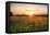 New Jersey Farm at Sunset-George Oze-Framed Premier Image Canvas