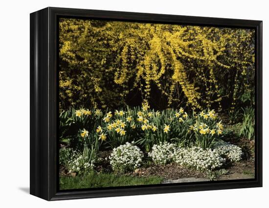 New Jersey State Botanical Garden, New Jersey, USA-null-Framed Premier Image Canvas