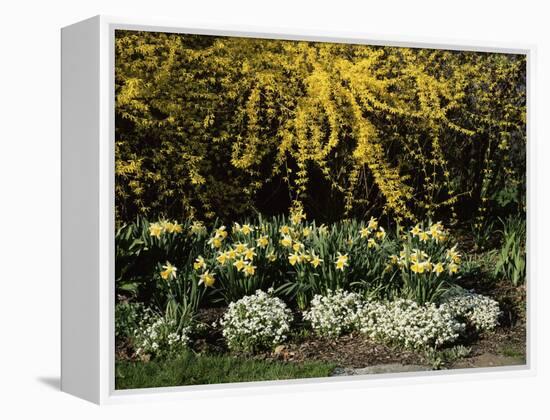 New Jersey State Botanical Garden, New Jersey, USA-null-Framed Premier Image Canvas