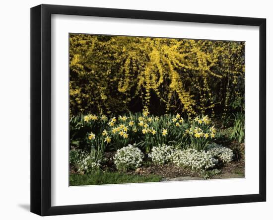 New Jersey State Botanical Garden, New Jersey, USA-null-Framed Photographic Print