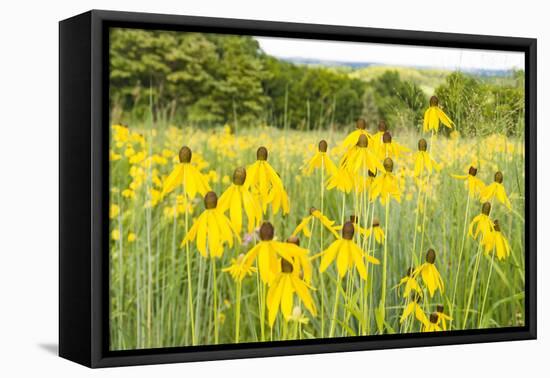 New Jersey. Upper Raritan River Basin, meadow of Black-eyed Susan's-Alison Jones-Framed Premier Image Canvas